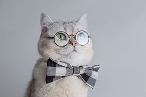 kotek w okularach i muszce
