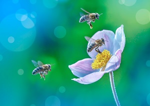 pszczoly kwiat