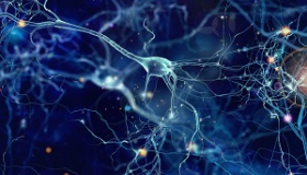 polaczenia neuronow w mozgu